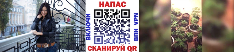 Бошки Шишки план  Купить закладки  Отрадное 